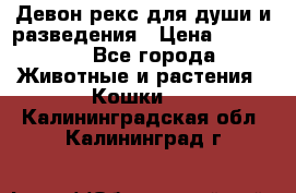 Девон рекс для души и разведения › Цена ­ 20 000 - Все города Животные и растения » Кошки   . Калининградская обл.,Калининград г.